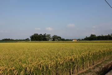 平鎮美農地