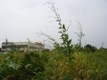 神岡大洲路田地