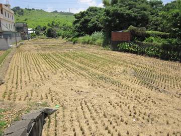 沙田路農建地