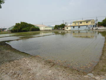 豐洲工業二期旁田地