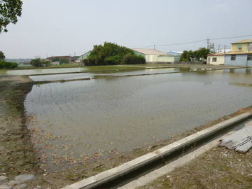 豐洲工業二期旁田地