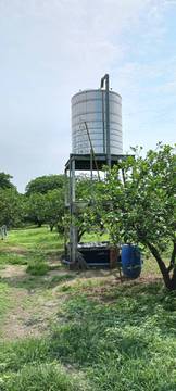 東和50年老欉柚子園