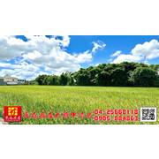 東森房屋大雅中清店-雙面路方正角地