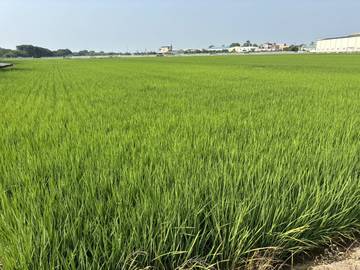頭橋工業,江厝店,田中央增值農地