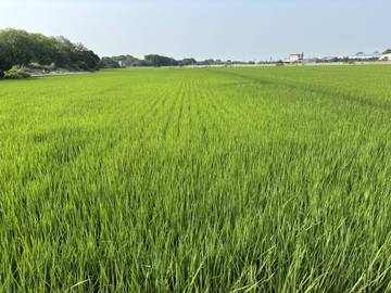 頭橋工業,江厝店,田中央增值農地