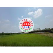 #4609 麻豆有厝伴農地