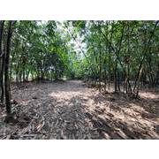 白河農地(嘉義早安房屋)(信誠房屋仲介社)