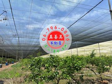 #4610 玉井有網室水果園農地