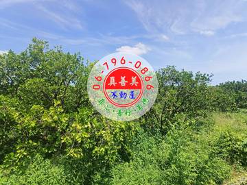 #4635 麻豆有地下水及農電柚子園