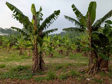 梅林農地(角地)