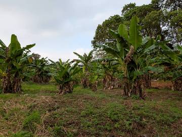 梅林農地(角地)