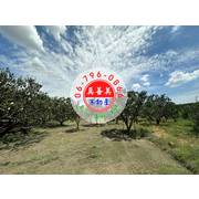 #4661 麻豆柚子園農地