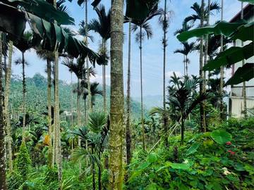 中埔內石子湖15甲農地