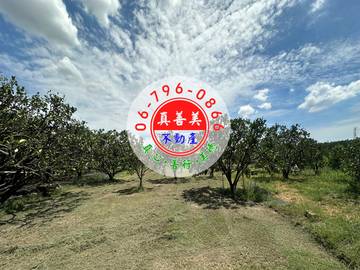 #4661 麻豆柚子園農地