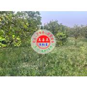 #4671 麻豆安東段柚子園