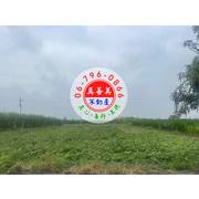 #4686 西港雙面路2.1分農地