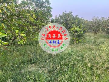#4671 麻豆安東段柚子園