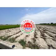 #4248西港水源充沛農地