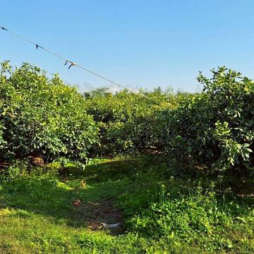 近78交流道 果園農地