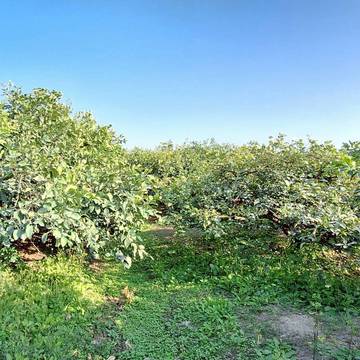 近78交流道 果園農地