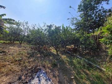 古坑近國3農建地