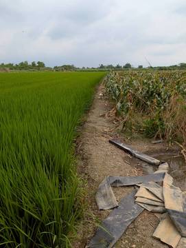 虎尾湳子段農地