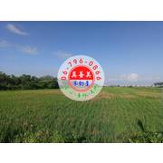 #4728 麻豆近烏橋中路農地